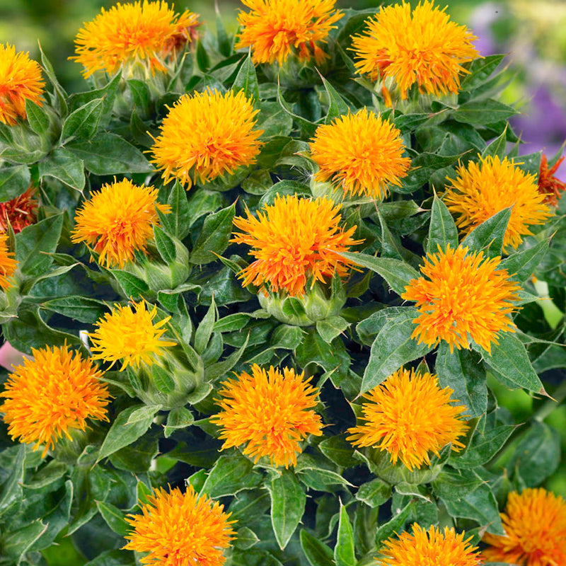 Safflower (safflower samen) samen for anpflanzung in home garten