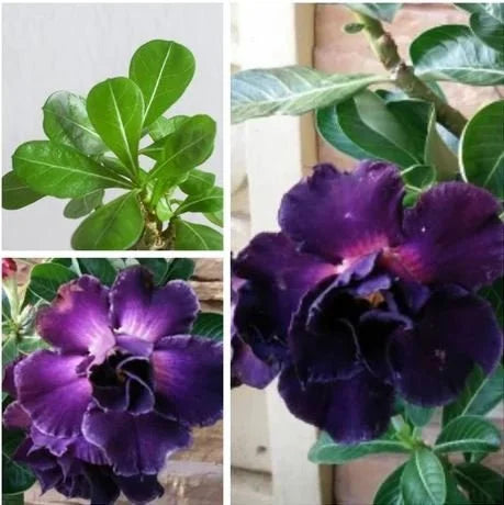 Lila Wüstenrose Obesum Blumensamen zur Aussaat – leuchtend – Traditionssorte & ohne Gentechnik Samen Hausgarten