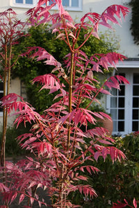 Chinese Toon Toona Sinensis Gemüsesamen