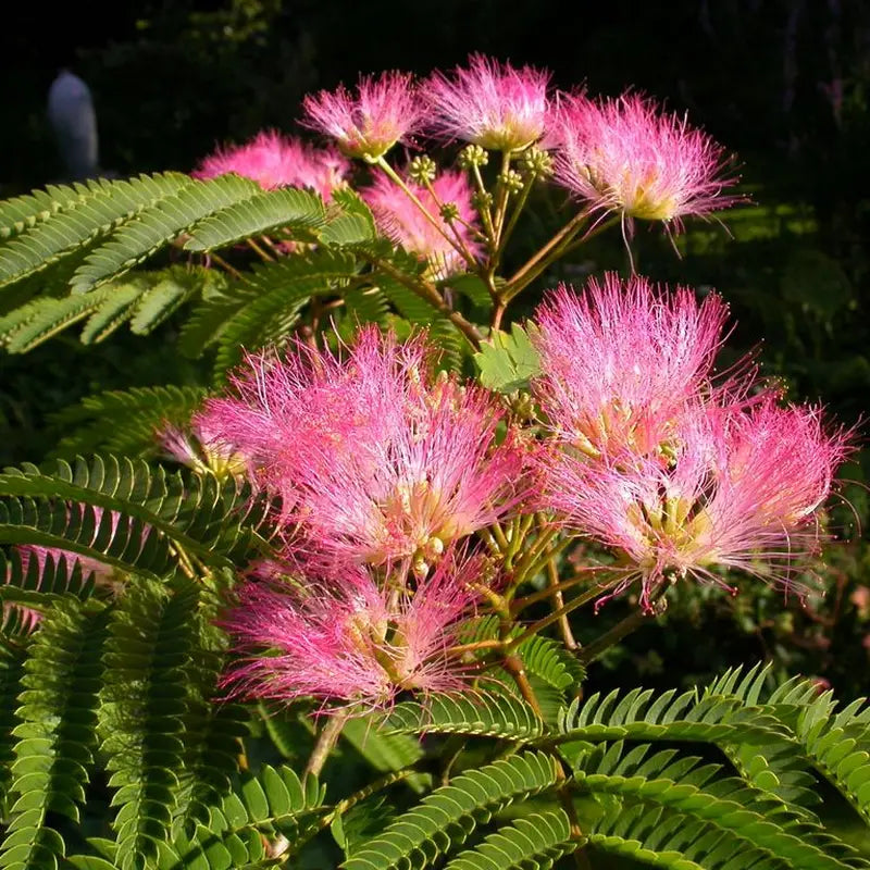 Creme Albizia Blumensamen zur Aussaat robust Sorte Traditionssorte & ohne Gentechnik Samen Hausgarten
