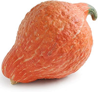 Hubbard golden squash samen für aussaat