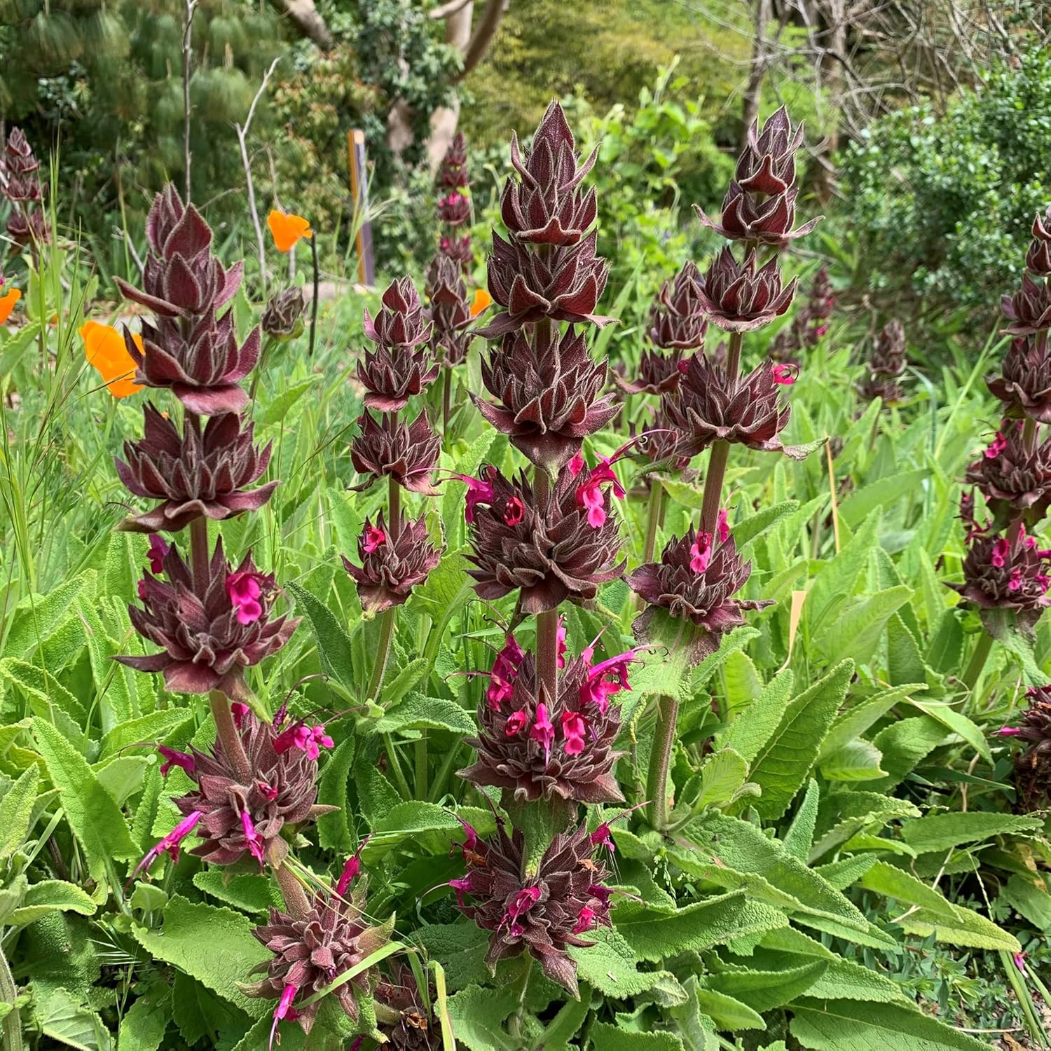 Red-magenta Blume spikes of Salvia spathacea in bloom