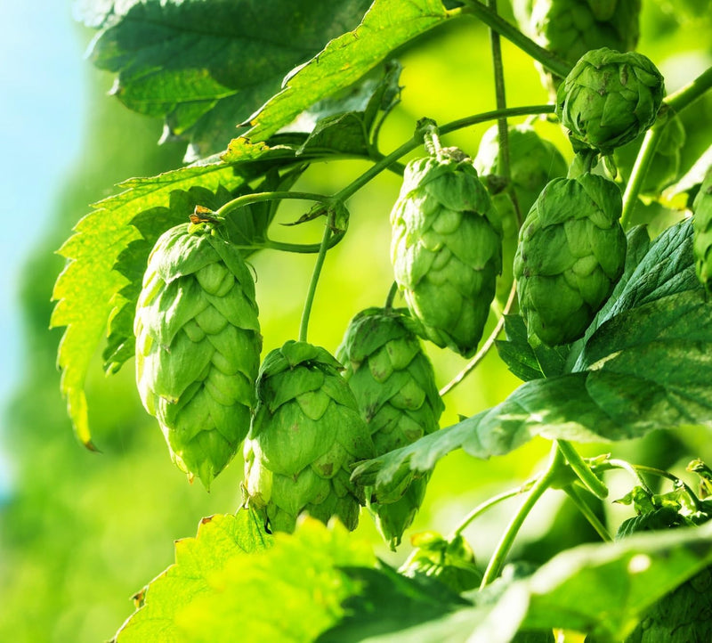 Humulus lupulus samen