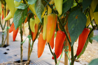 Hungarian pepper pflanzen wachsend in garten gemüse patch