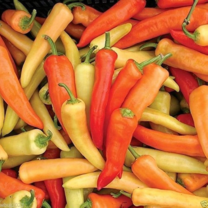 Hungarian pepper seedlings sprouting aus non gmo capsicum annuum samen