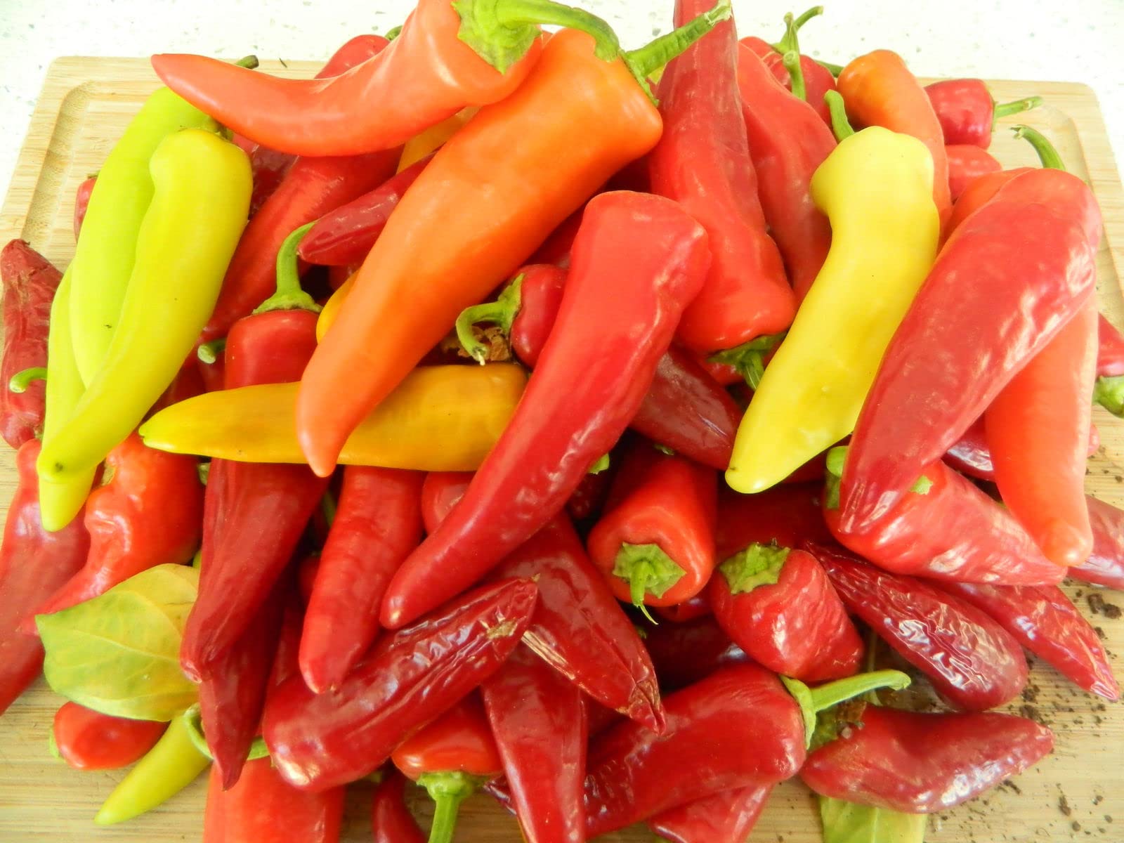 Capsicum annuum hungarian pepper samen für aussaat in garten and gemüse patch