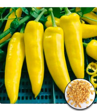 Hungarian gelbe wax pepper samen für home garten aussaat