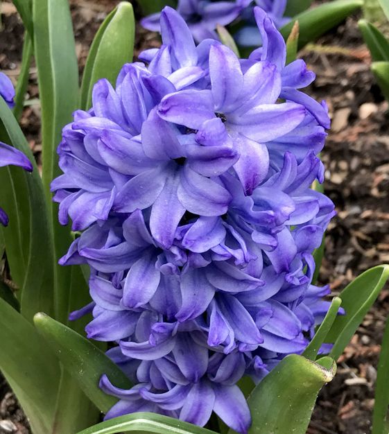 tief Blau Hyacinthus Orientalis Blumensamen zur Aussaat – leuchtend – Traditionssorte & ohne Gentechnik Samen Hausgarten