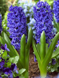 tief Blau Hyacinth Blumensamen zur Aussaat sonnenliebend Traditionssorte & ohne Gentechnik Samen Hausgarten