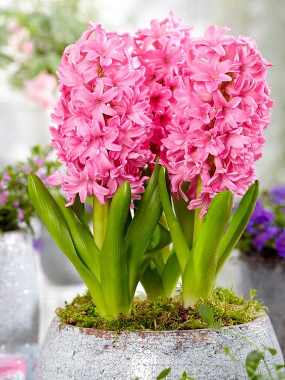 Hyacinthus Blumensamen – Samen zur Aussaat farbenfroh Blüten