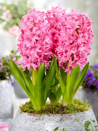 Hyacinthus Blumensamen – Samen zur Aussaat farbenfroh Blüten