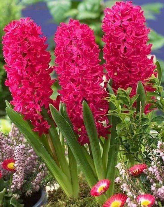 Traditionssorte Hyacinth Blumensamen zur Aussaat Garten beliebt Traditionssorte & ohne Gentechnik Samen Hausgarten