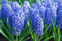 Blau Hyacinth Blumensamen zur Aussaat – ideal Rabatten – Traditionssorte & ohne Gentechnik Samen Hausgarten