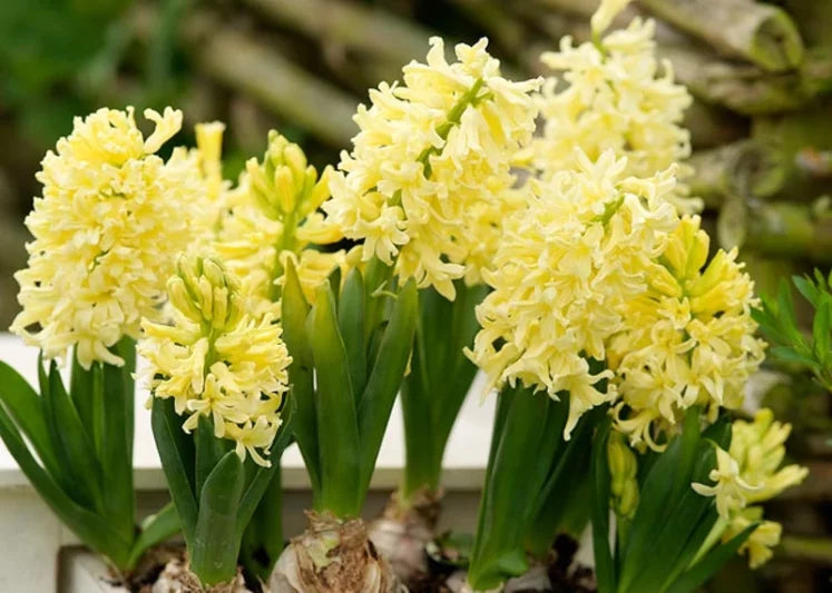hell Gelb Hyacinth Blumensamen zur Aussaat farbenfroh Schau Traditionssorte & ohne Gentechnik Samen Hausgarten