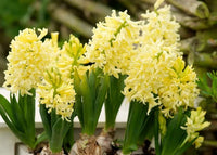 hell Gelb Hyacinth Blumensamen zur Aussaat farbenfroh Schau Traditionssorte & ohne Gentechnik Samen Hausgarten