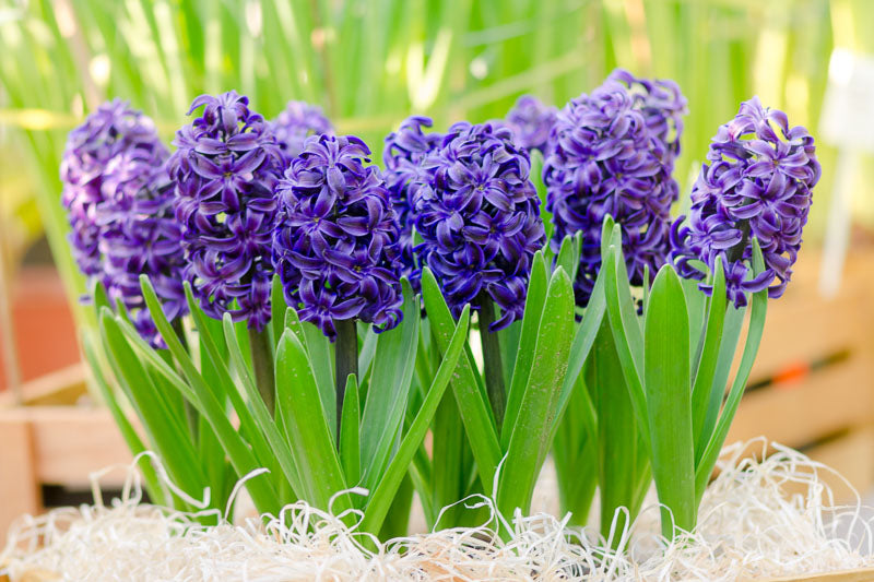 tief Blau Hyacinthus Orientalis Blumensamen zur Aussaat – leuchtend – Traditionssorte & ohne Gentechnik Samen Hausgarten