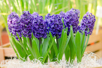 tief Blau Hyacinthus Orientalis Blumensamen zur Aussaat – leuchtend – Traditionssorte & ohne Gentechnik Samen Hausgarten