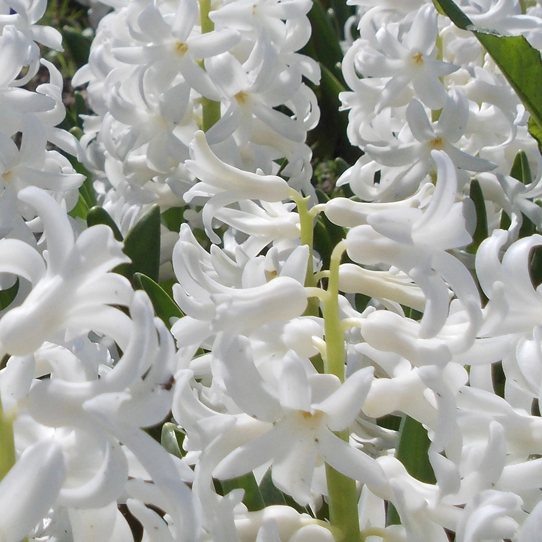 Hyacinthus Orientalis Blumensamen zur Aussaat – pflegeleicht – Traditionssorte & ohne Gentechnik Samen Hausgarten