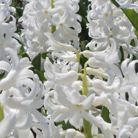 Hyacinthus Orientalis Blumensamen zur Aussaat – pflegeleicht – Traditionssorte & ohne Gentechnik Samen Hausgarten