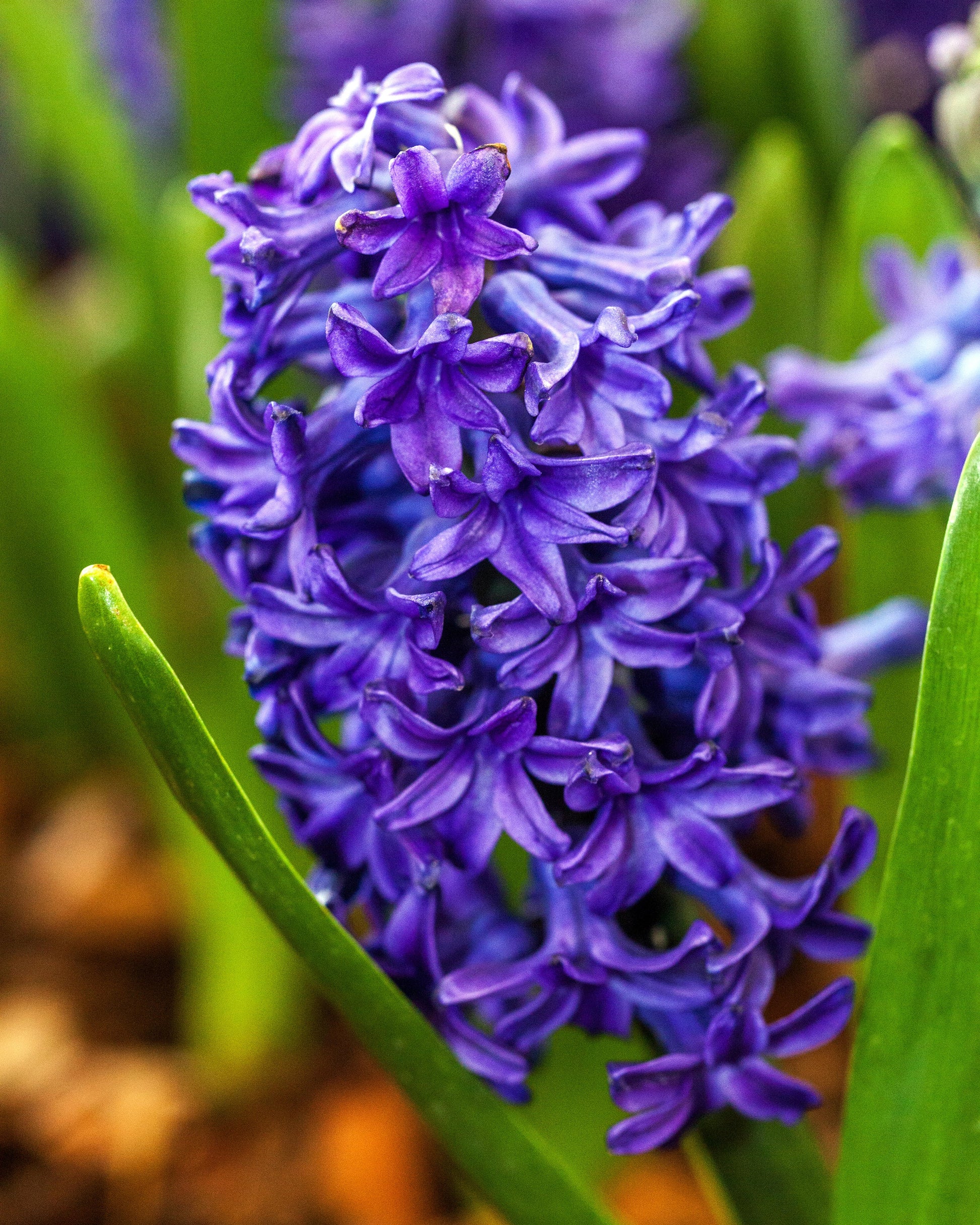 hell Gelb Hyacinth Blumensamen zur Aussaat farbenfroh Schau Traditionssorte & ohne Gentechnik Samen Hausgarten