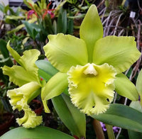 Grün Cattleya Blumensamen zur Aussaat – lang Blüte Saison – Traditionssorte & ohne Gentechnik Samen Hausgarten