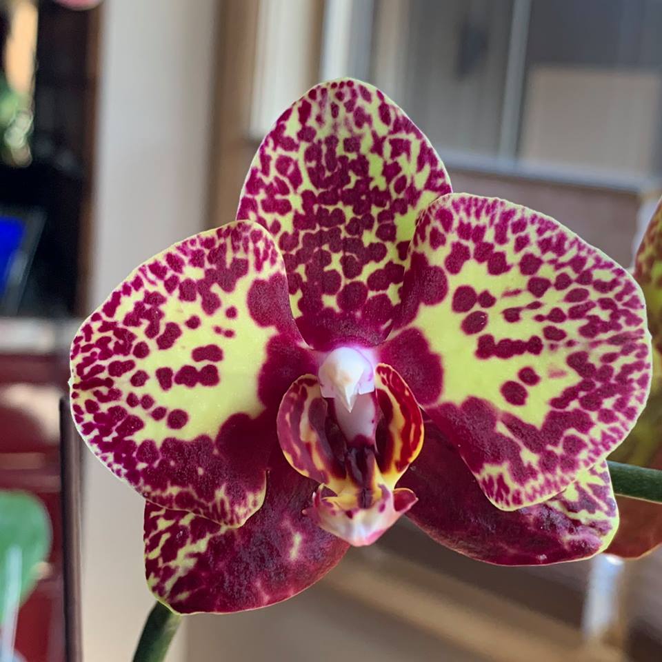 Gelb & Lila Schmetterlingsorchidee Orchidee Blumensamen zur Aussaat robust Sorte Traditionssorte & ohne Gentechnik Samen Hausgarten