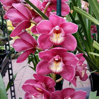 Cymbidium Blume Samen zur Aussaat Orchids
