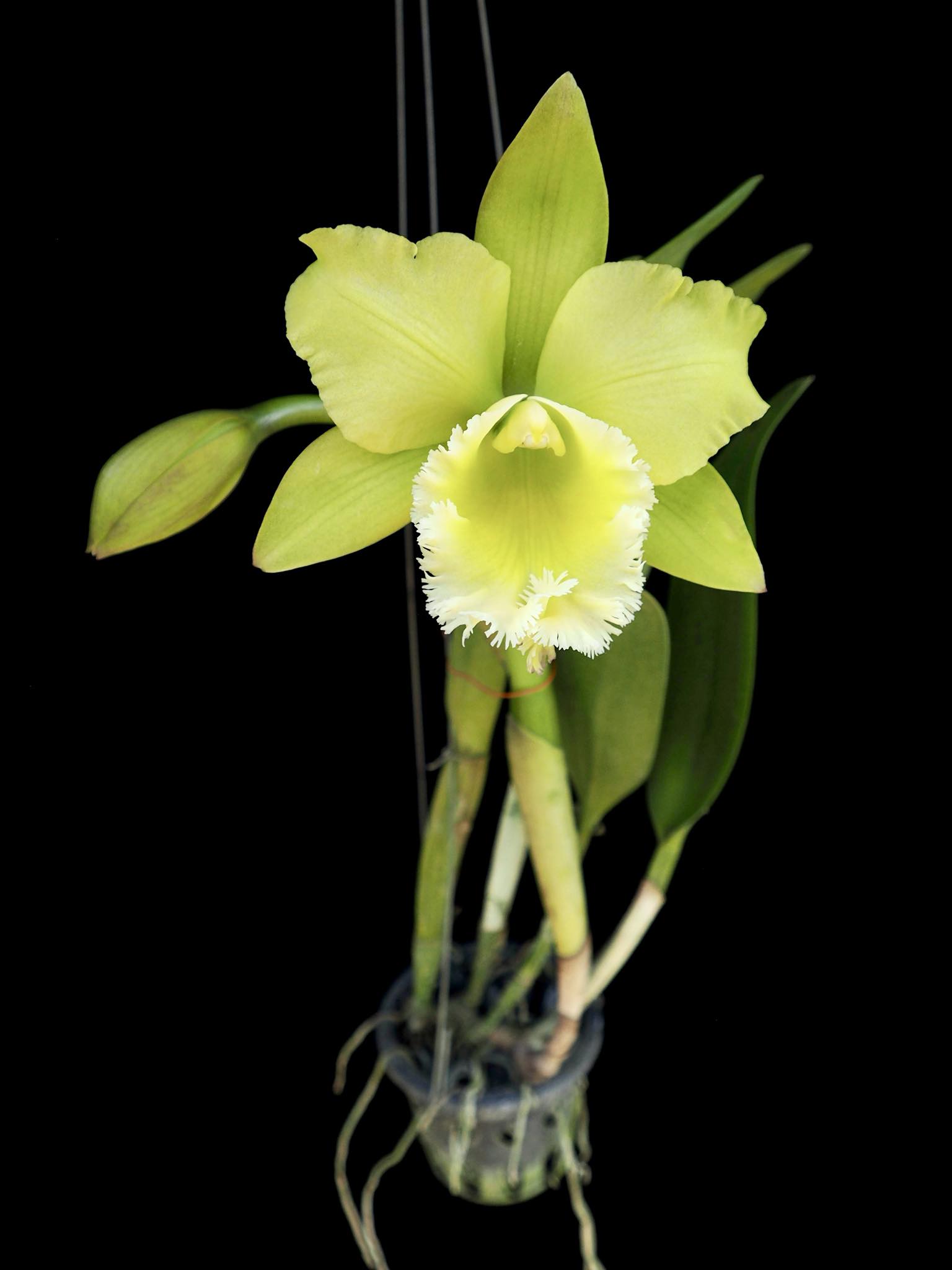Grün Cattleya Blumensamen zur Aussaat – lang Blüte Saison – Traditionssorte & ohne Gentechnik Samen Hausgarten