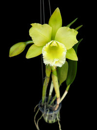Grün Cattleya Blumensamen zur Aussaat – lang Blüte Saison – Traditionssorte & ohne Gentechnik Samen Hausgarten