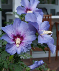 Hibiskus Syriacus Blumensamen zur Aussaat Drought verträglich Traditionssorte & ohne Gentechnik Samen Hausgarten