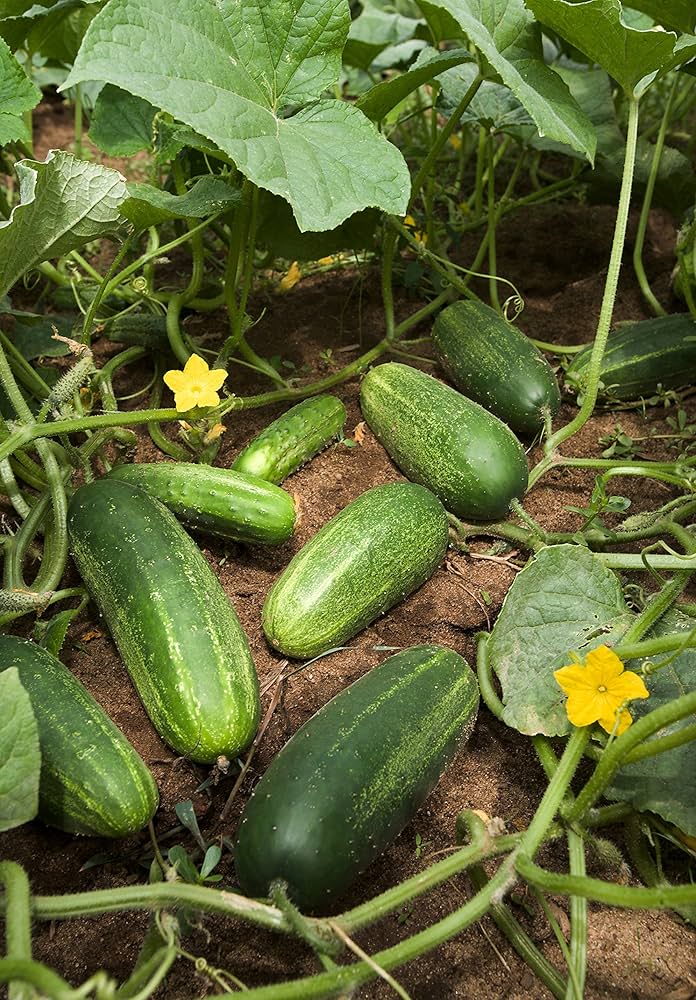 Hybrid super reale f1 cucumber samen für home gardens
