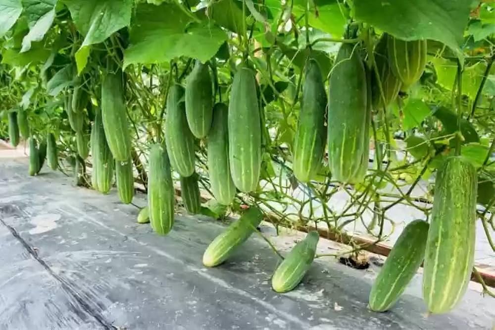 Hybrid cucumber samen high-yield garten variety