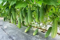 Hybrid cucumber samen high-yield garten variety