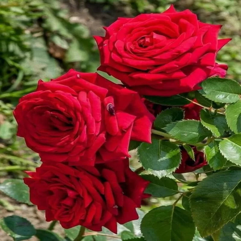 Hybrid (hybrid rose) samen for anpflanzung in home garten