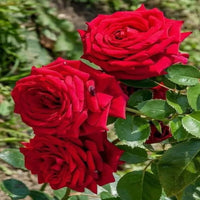 Hybrid (hybrid rose) samen for anpflanzung in home garten