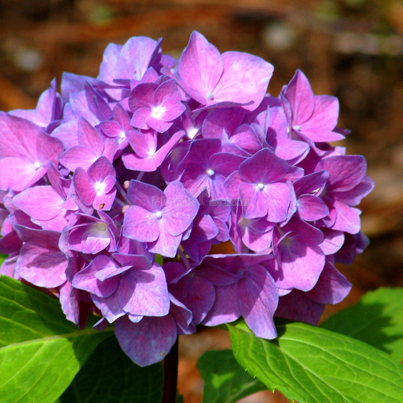 Lila hydrangea blume samen for anpflanzung - low maintenance, heirloom & gmo free samen for home garten
 
 sale samen for home garten