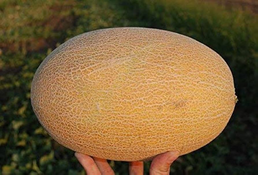 Hybrid summer melon samen für home gardens
