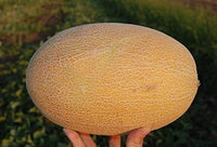 Hybrid summer melon samen für home gardens