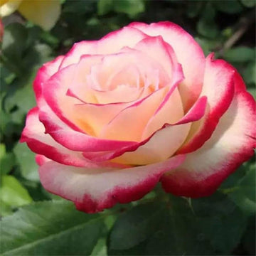 Double delight hybrid tea roses blooming in a garten