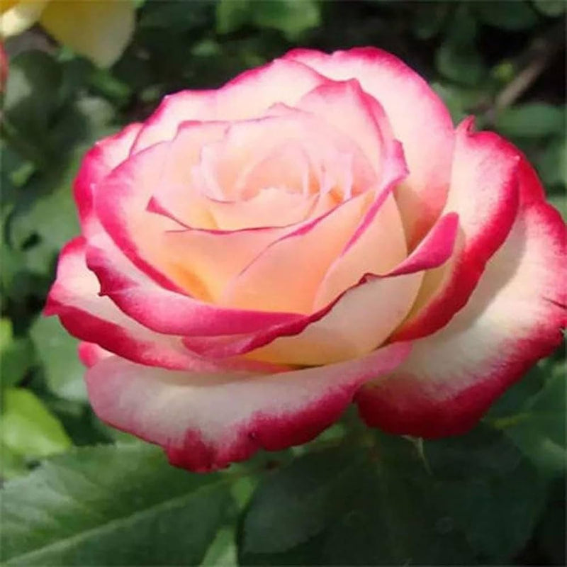 Double delight hybrid tea roses blooming in a garten