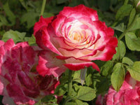 Double (double delight) samen for anpflanzung in home garten