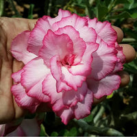 Weiß Lila Wüstenrose Blumensamen zur Aussaat saisonal Dauerblüher Traditionssorte & ohne Gentechnik Samen Hausgarten