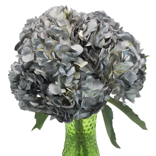Gray Nelke Blumensamen zur Aussaat leuchtend Traditionssorte & ohne Gentechnik Samen Hausgarten