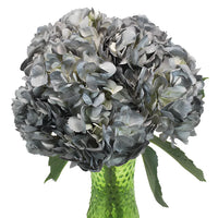 Gray Nelke Blumensamen zur Aussaat leuchtend Traditionssorte & ohne Gentechnik Samen Hausgarten