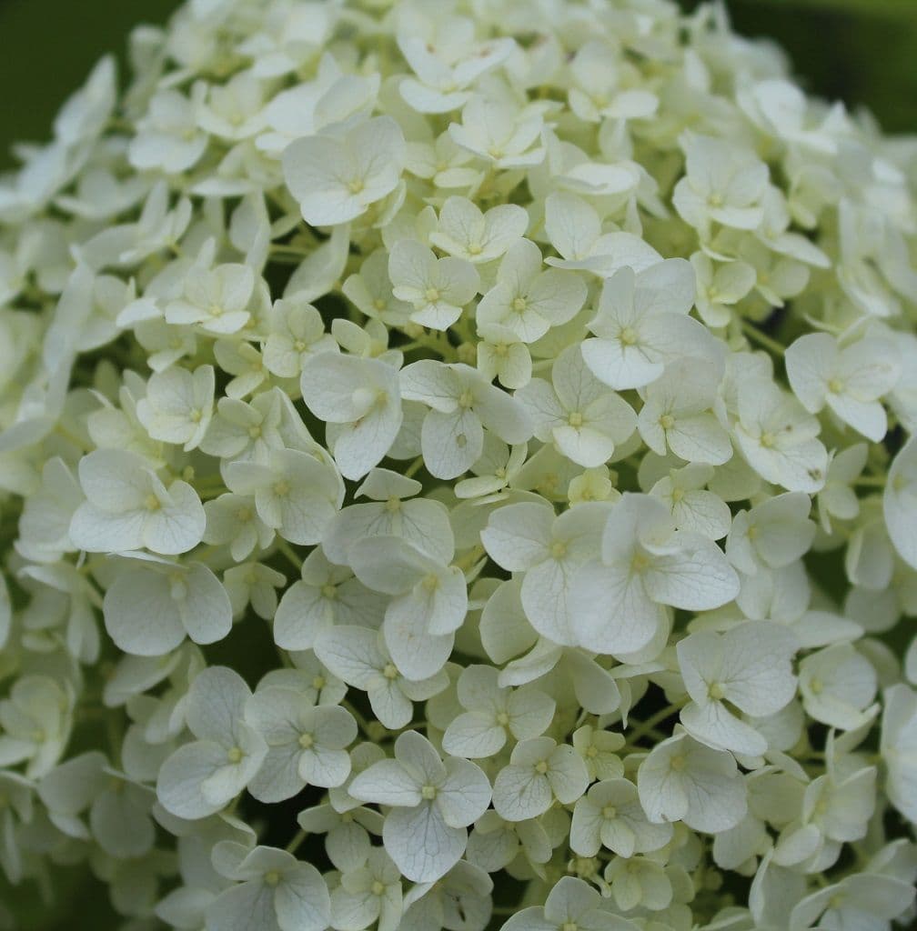 Khaki Hortensie Blumensamen zur Aussaat – Landhaus Garten wichtig – Traditionssorte & ohne Gentechnik Samen Hausgarten