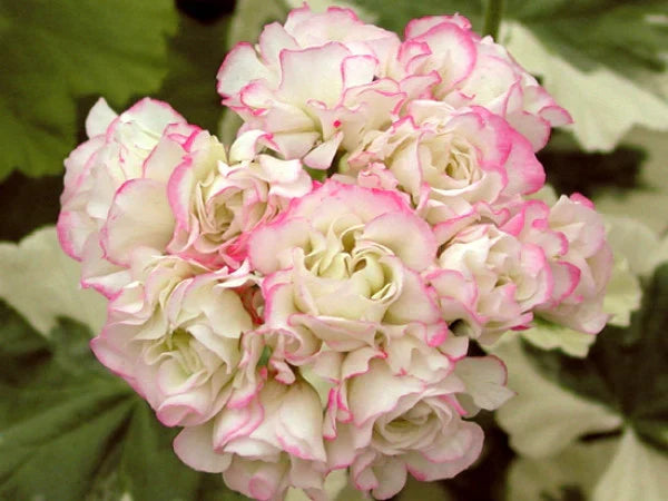 Close-up of light rosa hydrangea blossoms