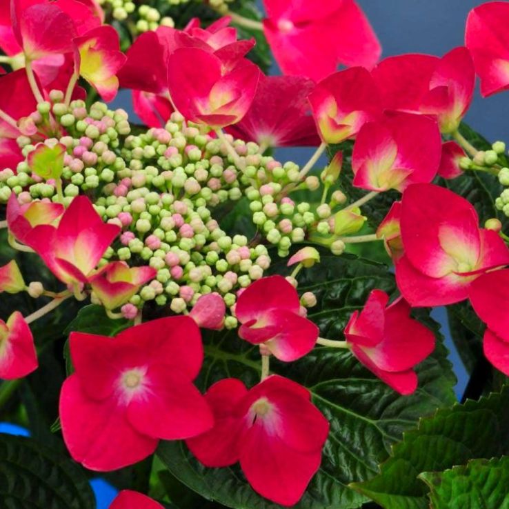 Hydrangea deep rot blooms in home garten