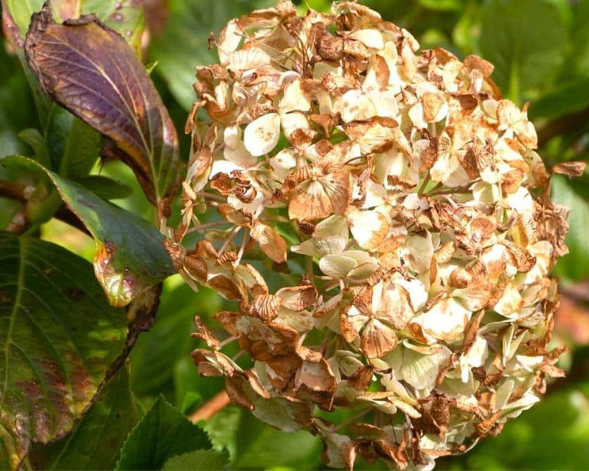 Hortensie Blumensamen Bordeaux Blumensamen zur Aussaat Landhaus Garten wichtig Traditionssorte & ohne Gentechnik Samen Hausgarten