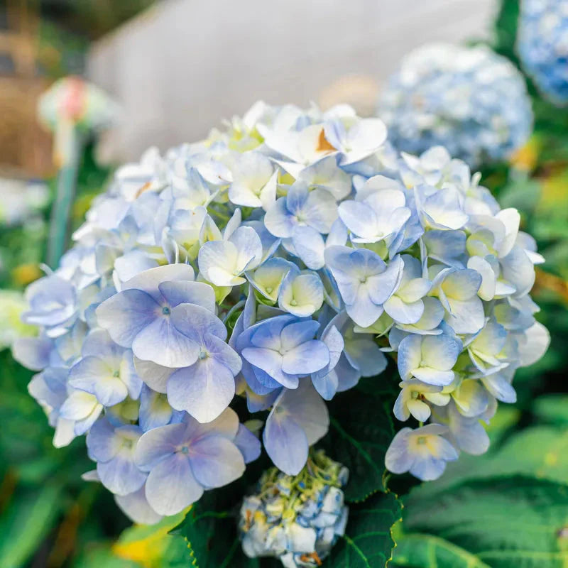 Blau weiß hydrangea blume samen for anpflanzung - shade tolerant, heirloom & gmo free samen for home garten
 
 sale for anpflanzung in home garten