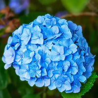 Blau hydrangeas wachsend along garten borders